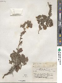 Phacelia secunda image