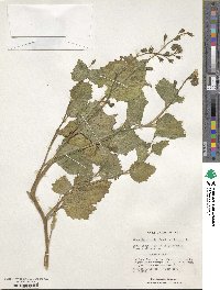 Phacelia viscida image