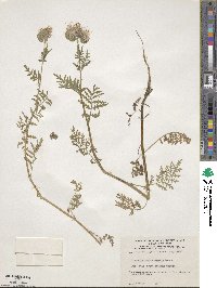 Phacelia tanacetifolia image