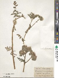 Phacelia tanacetifolia image