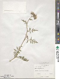 Phacelia tanacetifolia image