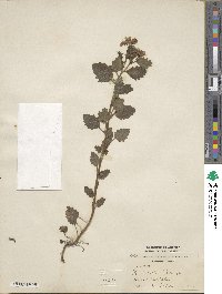 Phacelia parryi image