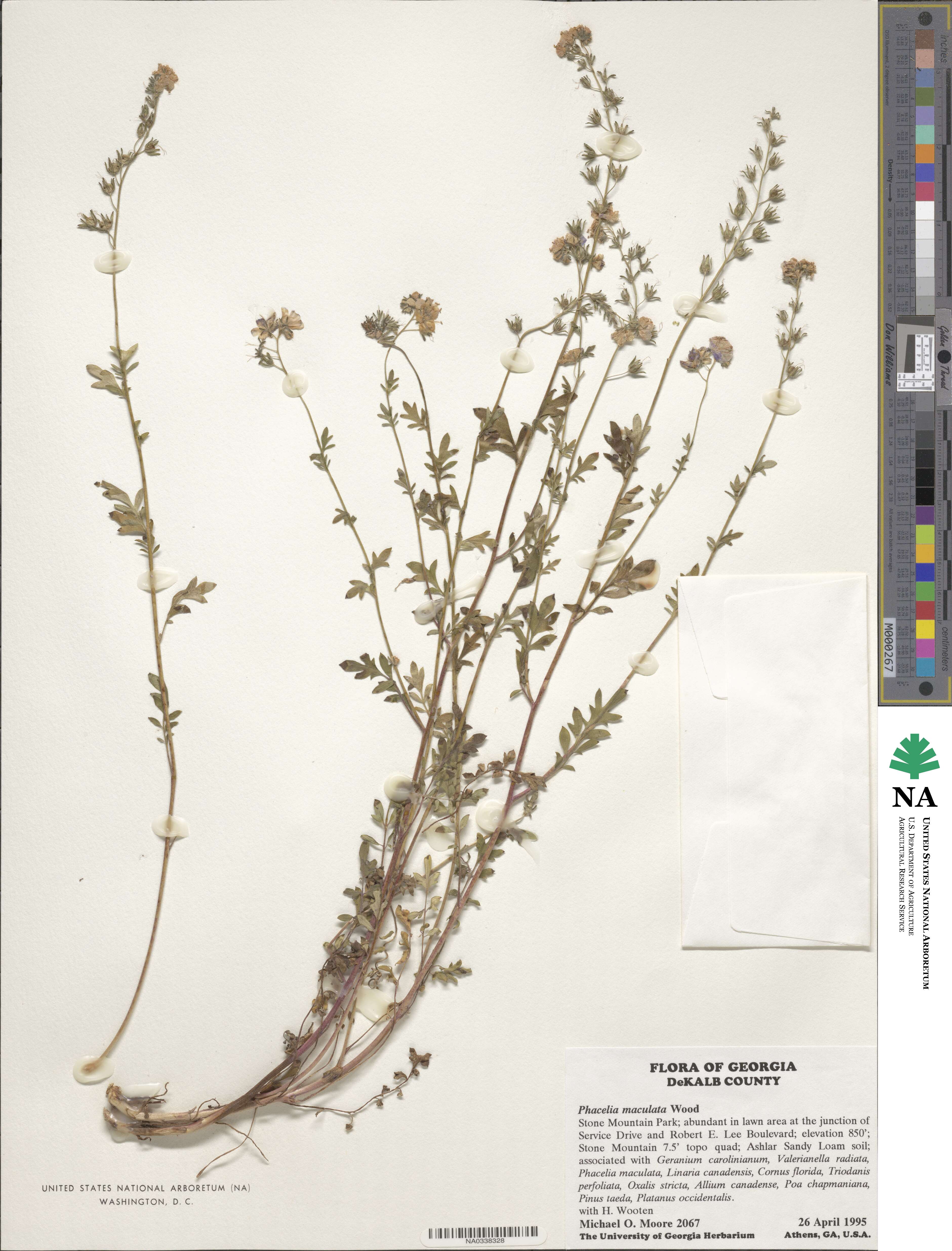 Phacelia maculata image