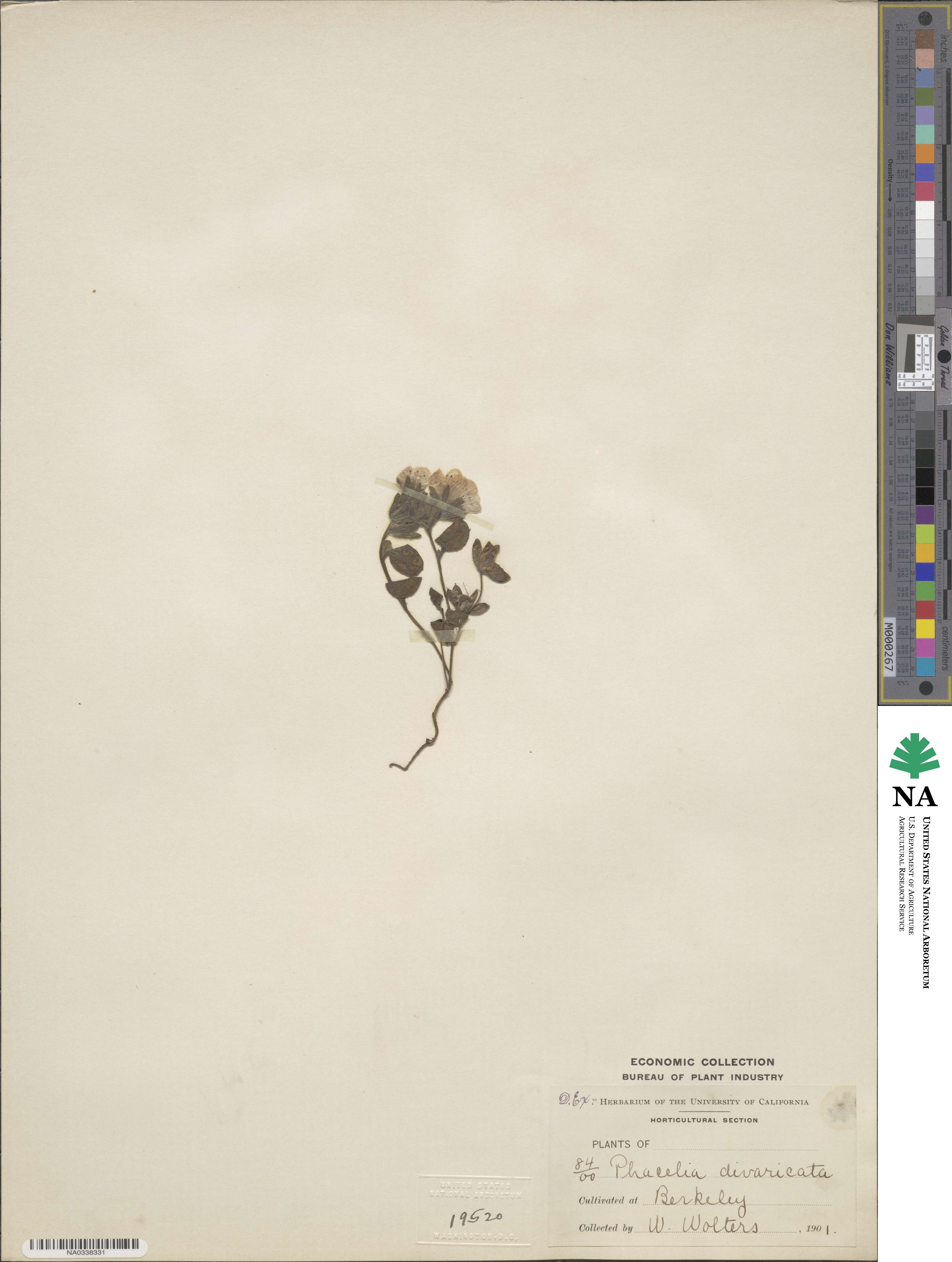Phacelia divaricata image