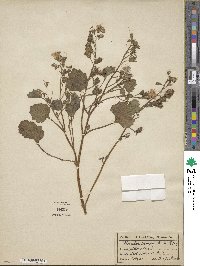 Phacelia campanularia image