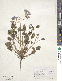 Phacelia campanularia image