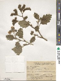 Phacelia bolanderi image