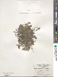 Phacelia secunda image