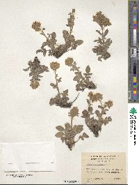 Phacelia secunda image