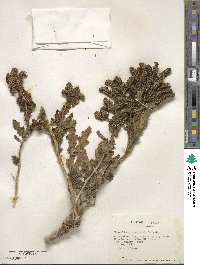 Phacelia pinnatifida image