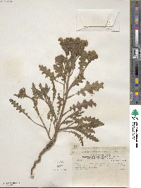 Phacelia pinnatifida image