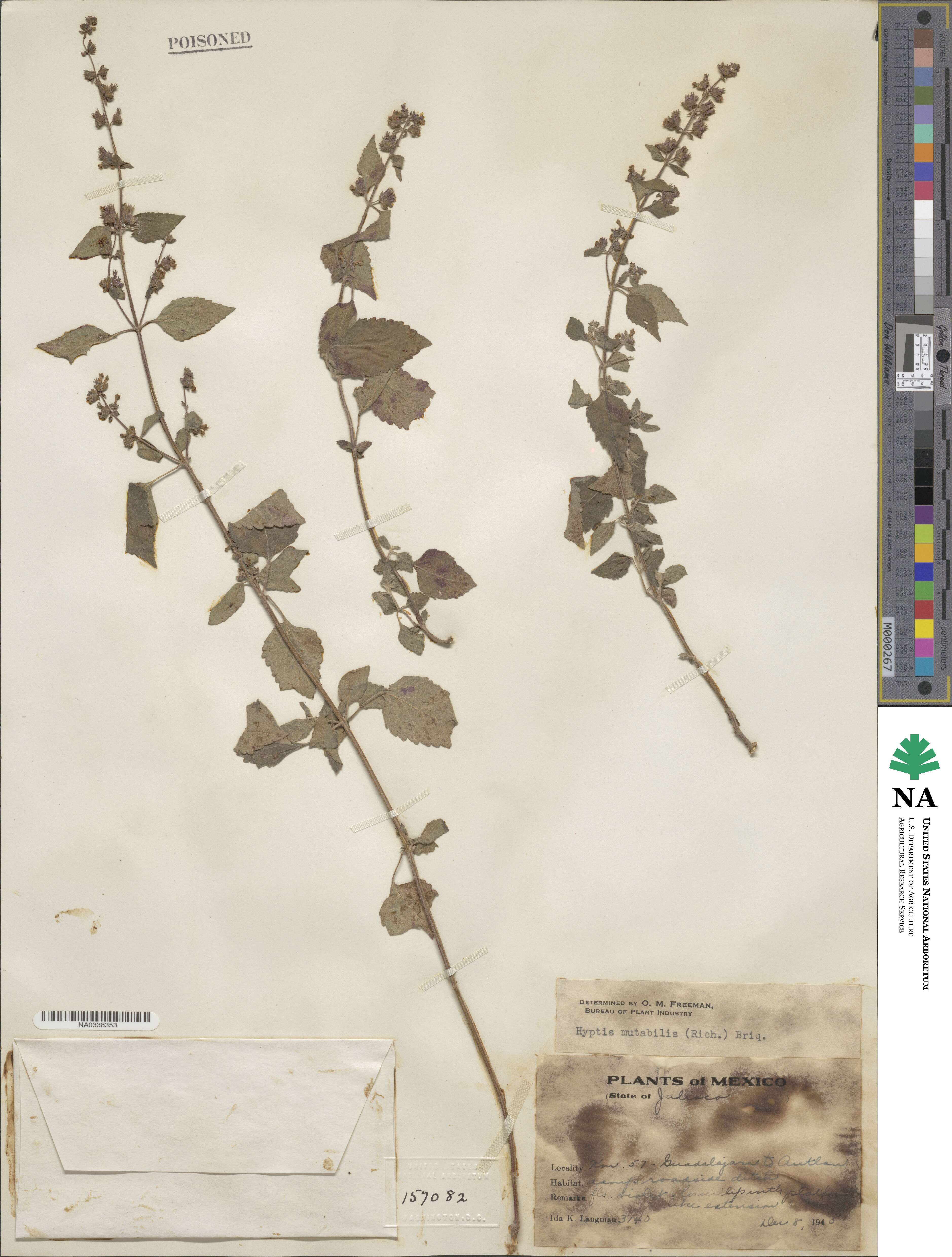 Cantinoa mutabilis image