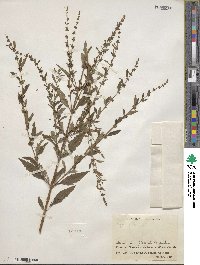 Condea verticillata image