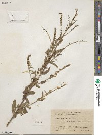 Condea verticillata image