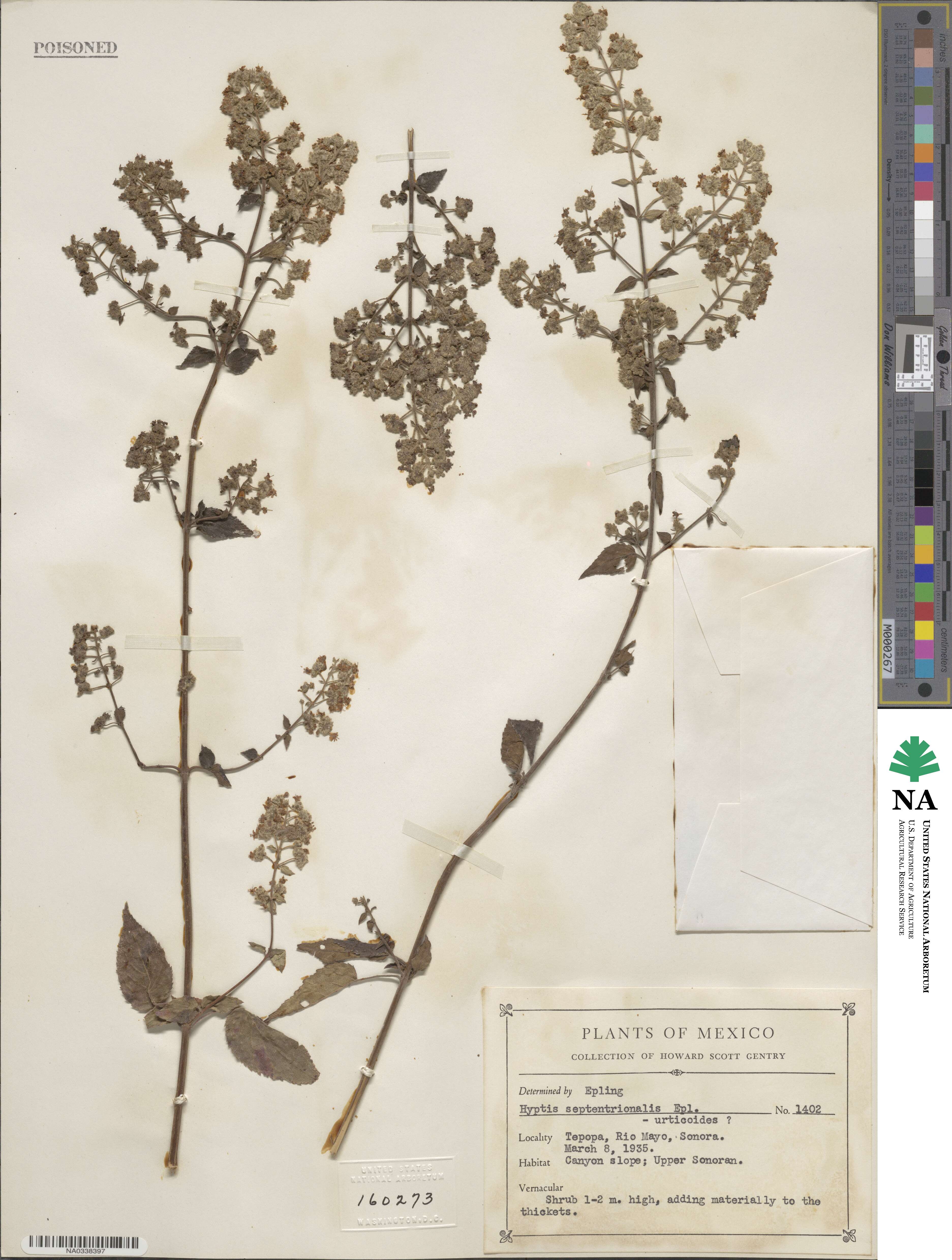 Mesosphaerum septentrionale image