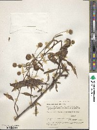 Hyptis capitata image