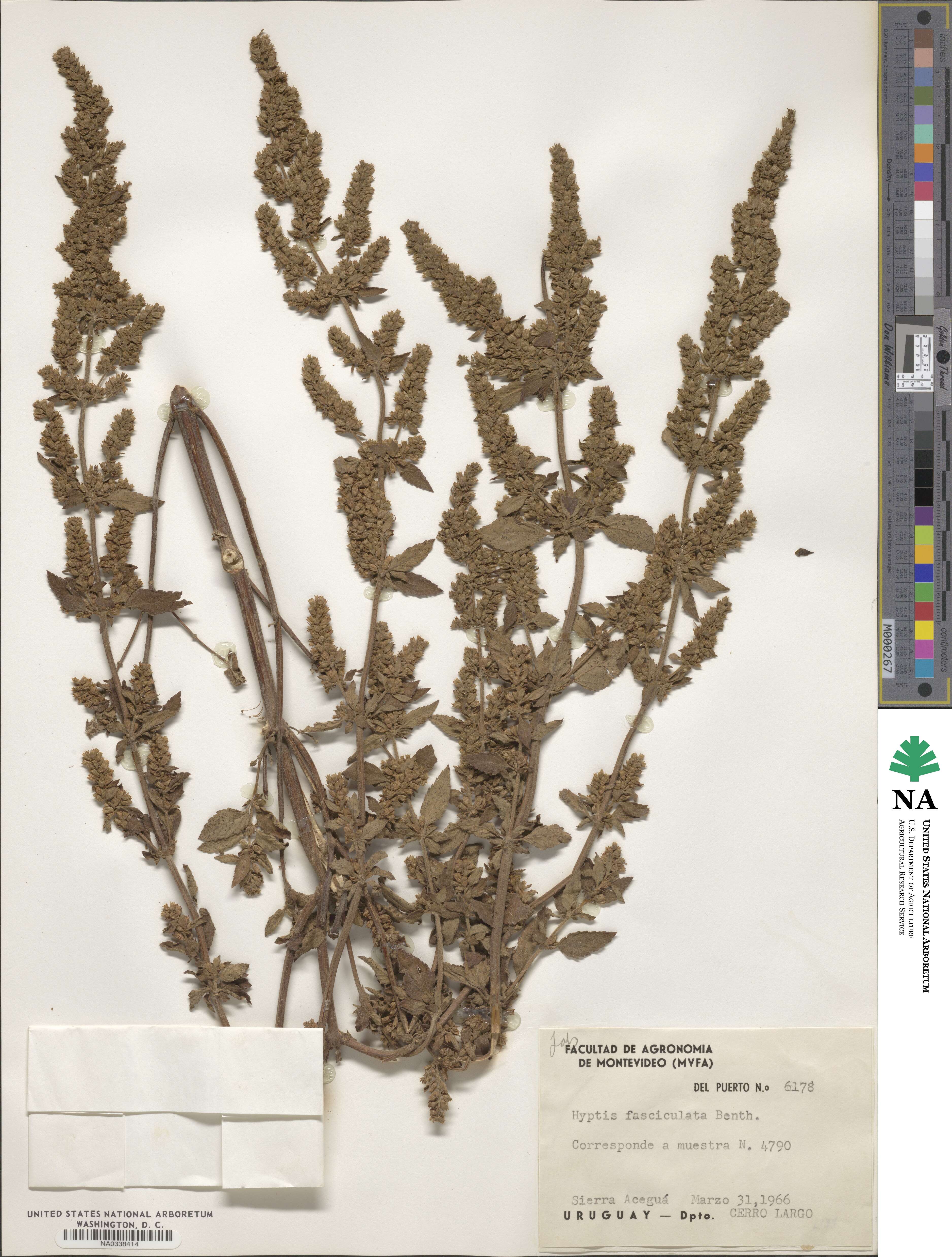 Condea undulata image