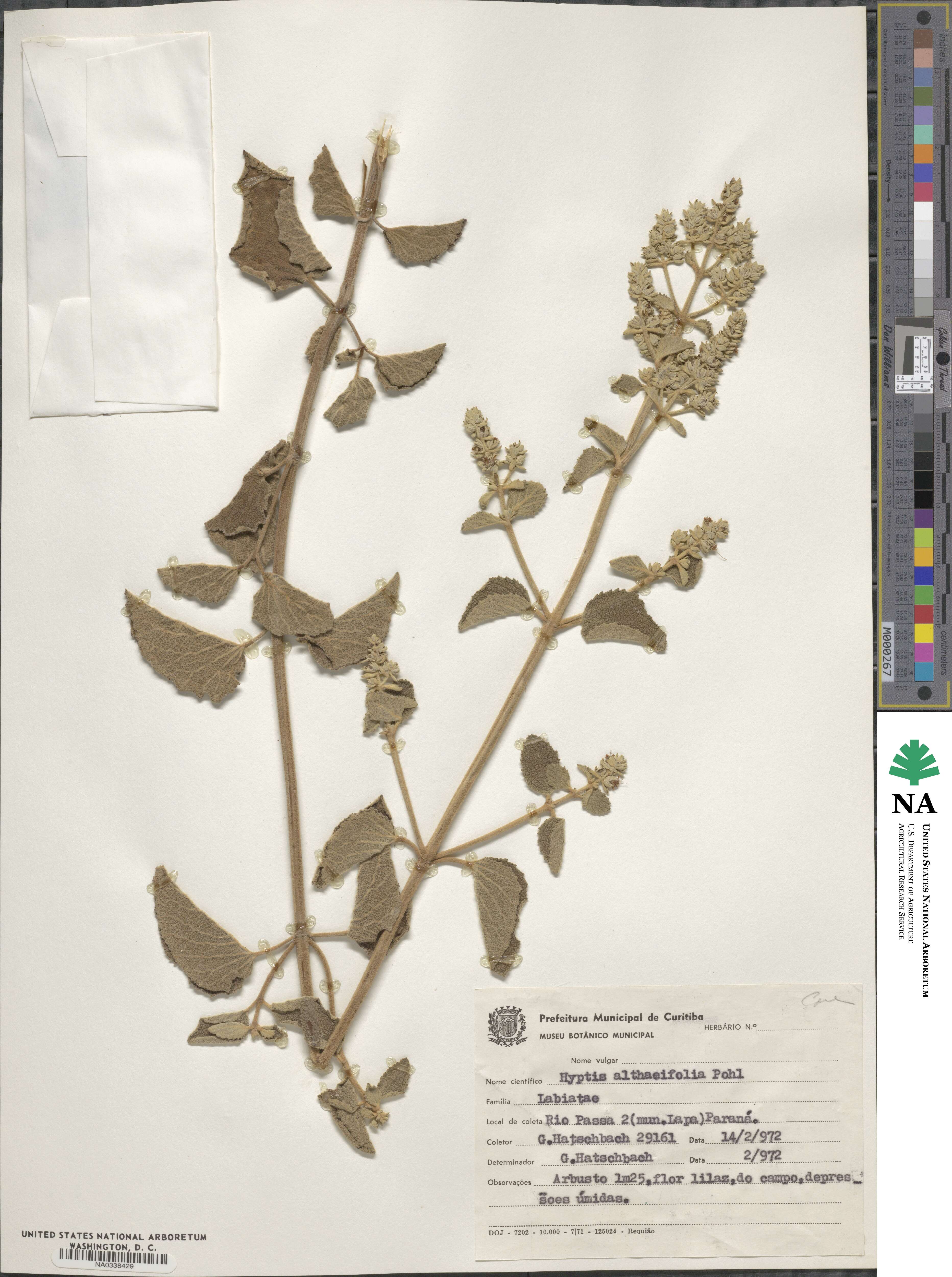 Cantinoa althaeifolia image