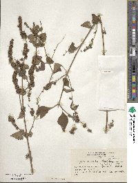 Cantinoa mutabilis image