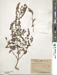 Cantinoa mutabilis image