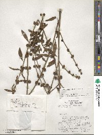 Cantinoa mutabilis image