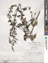 Cantinoa mutabilis image