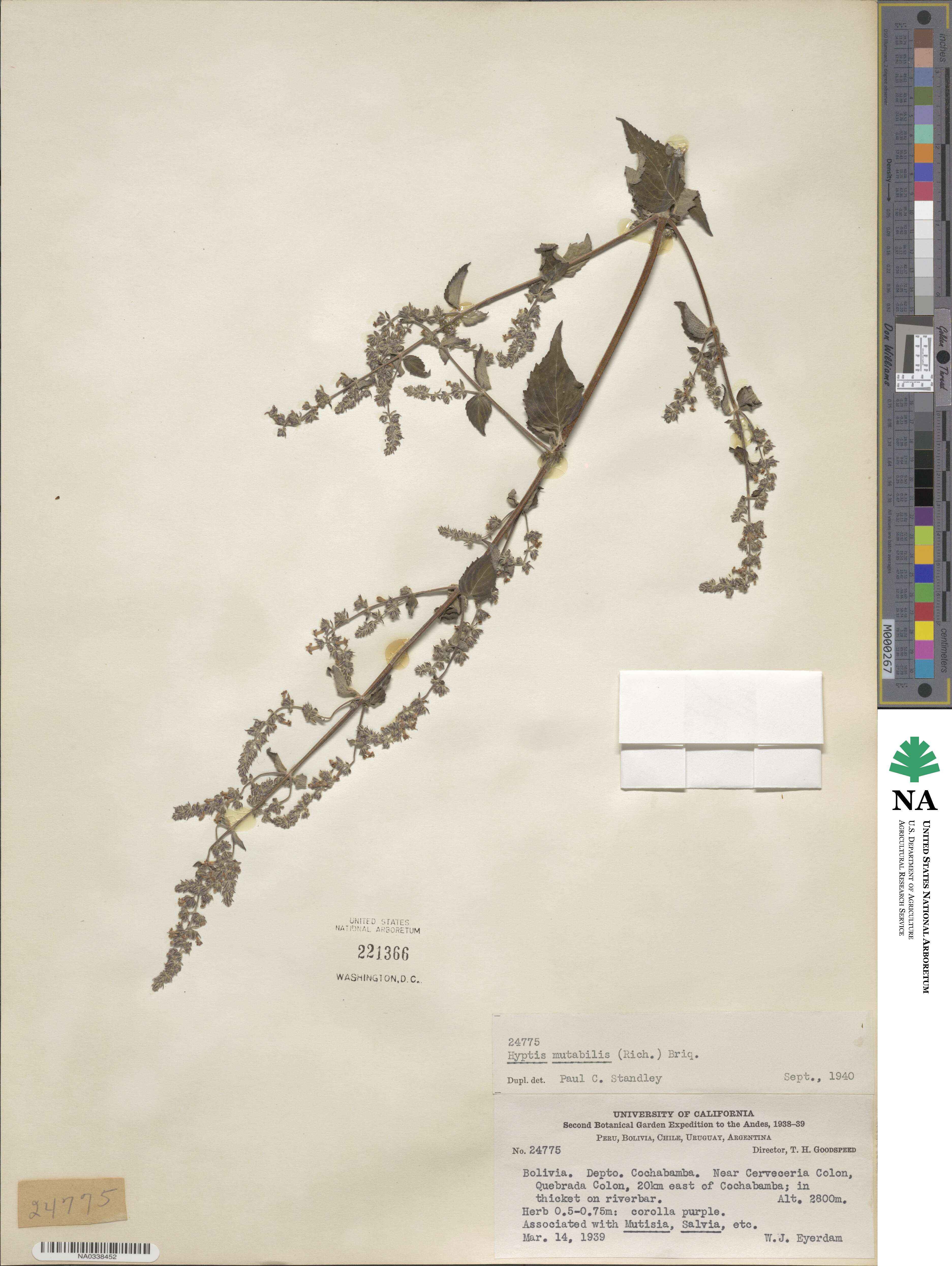 Cantinoa mutabilis image