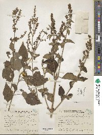 Cantinoa mutabilis image