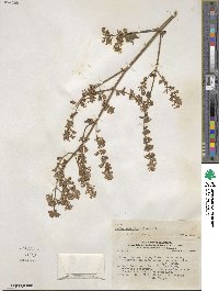 Cantinoa mutabilis image