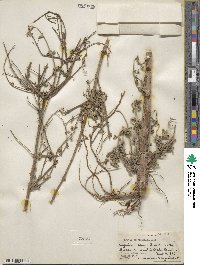 Hyptis recurvata image