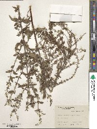 Image of Condea floribunda