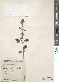 Mesosphaerum suaveolens image