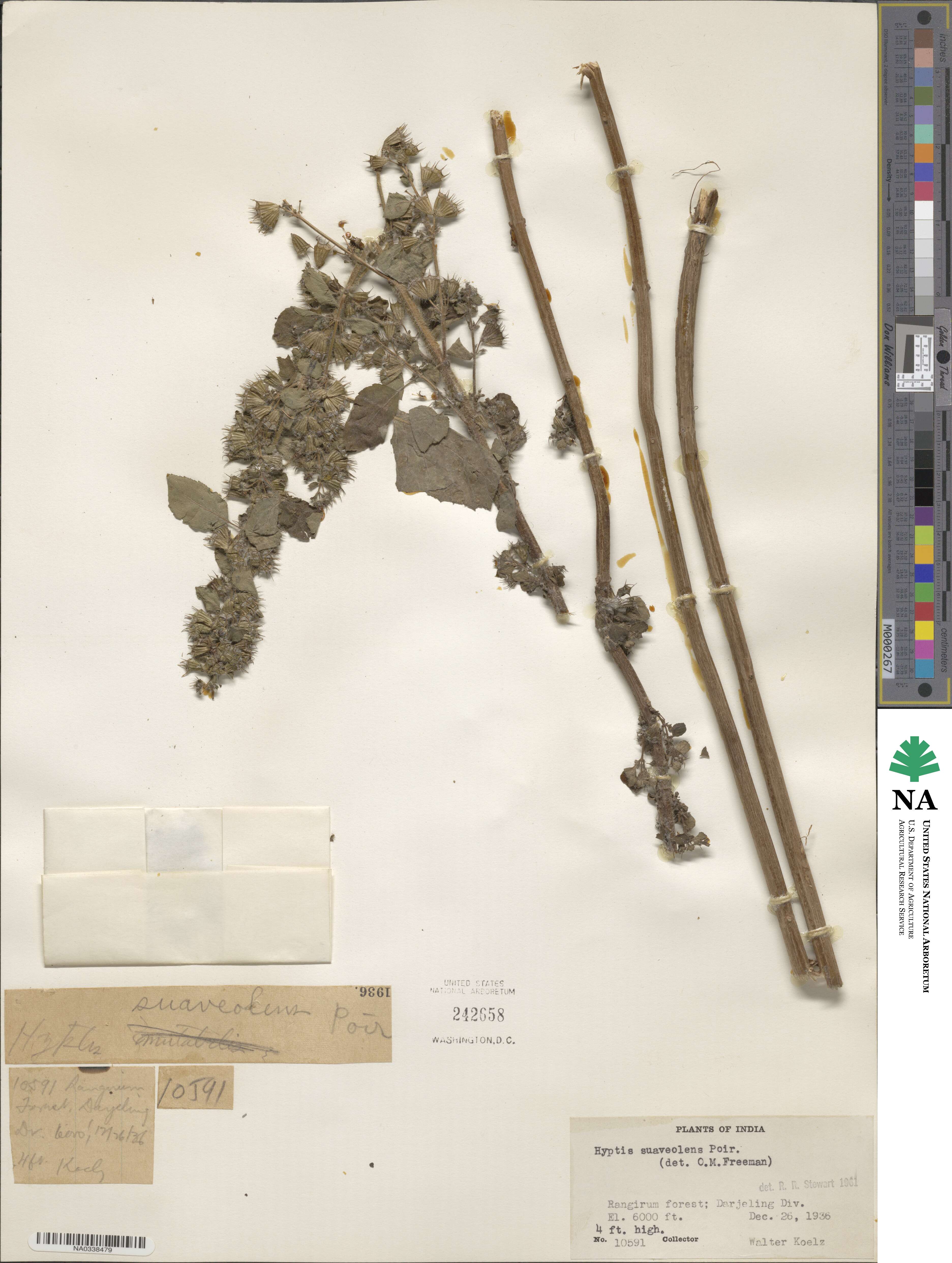 Mesosphaerum suaveolens image