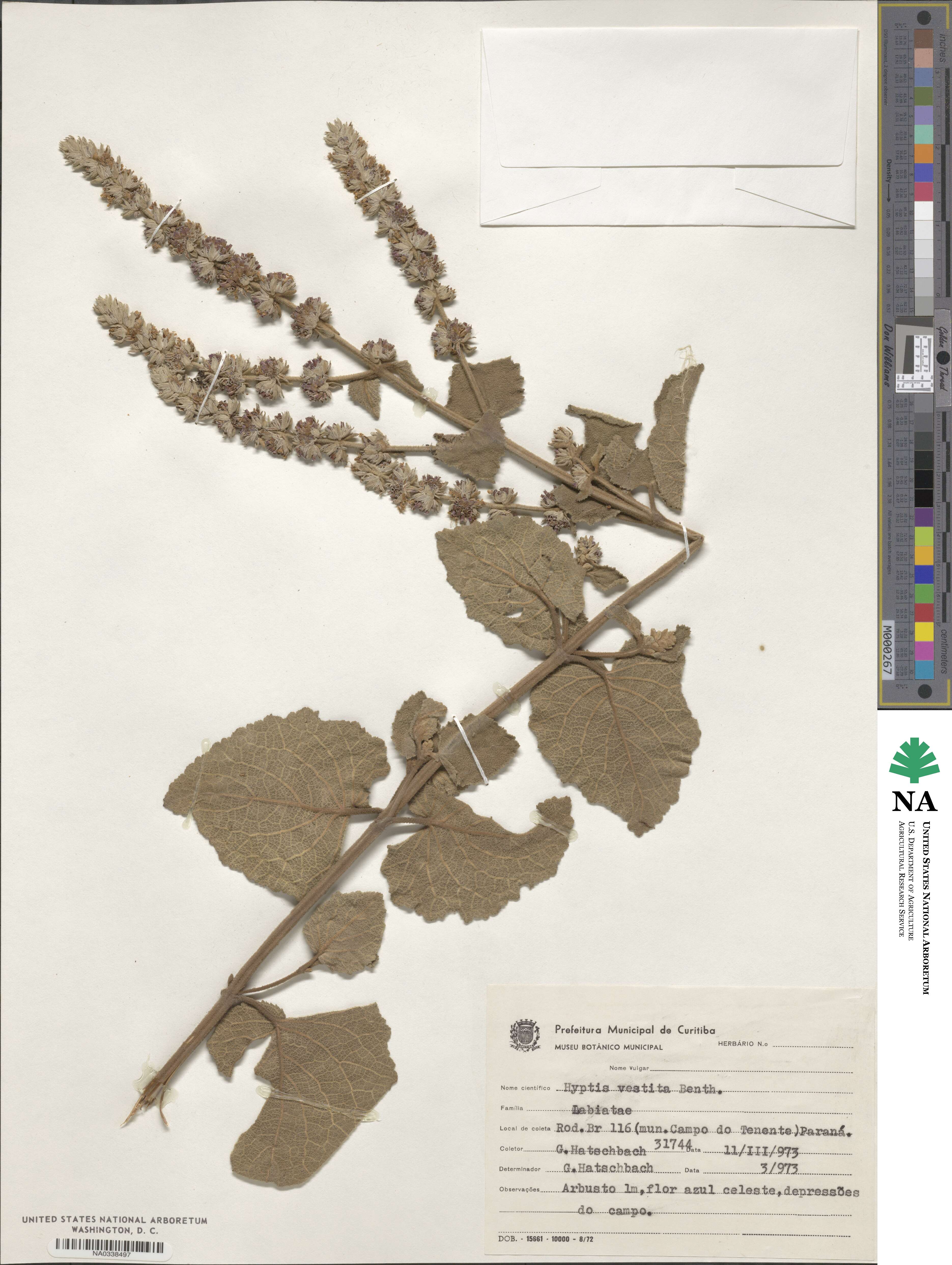 Cantinoa althaeifolia image