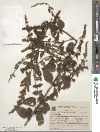 Mesosphaerum suaveolens image