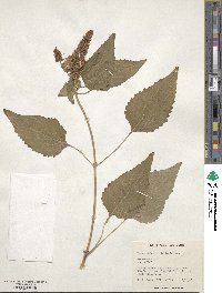 Coleus livingstonei image