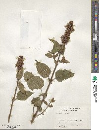 Coleus livingstonei image