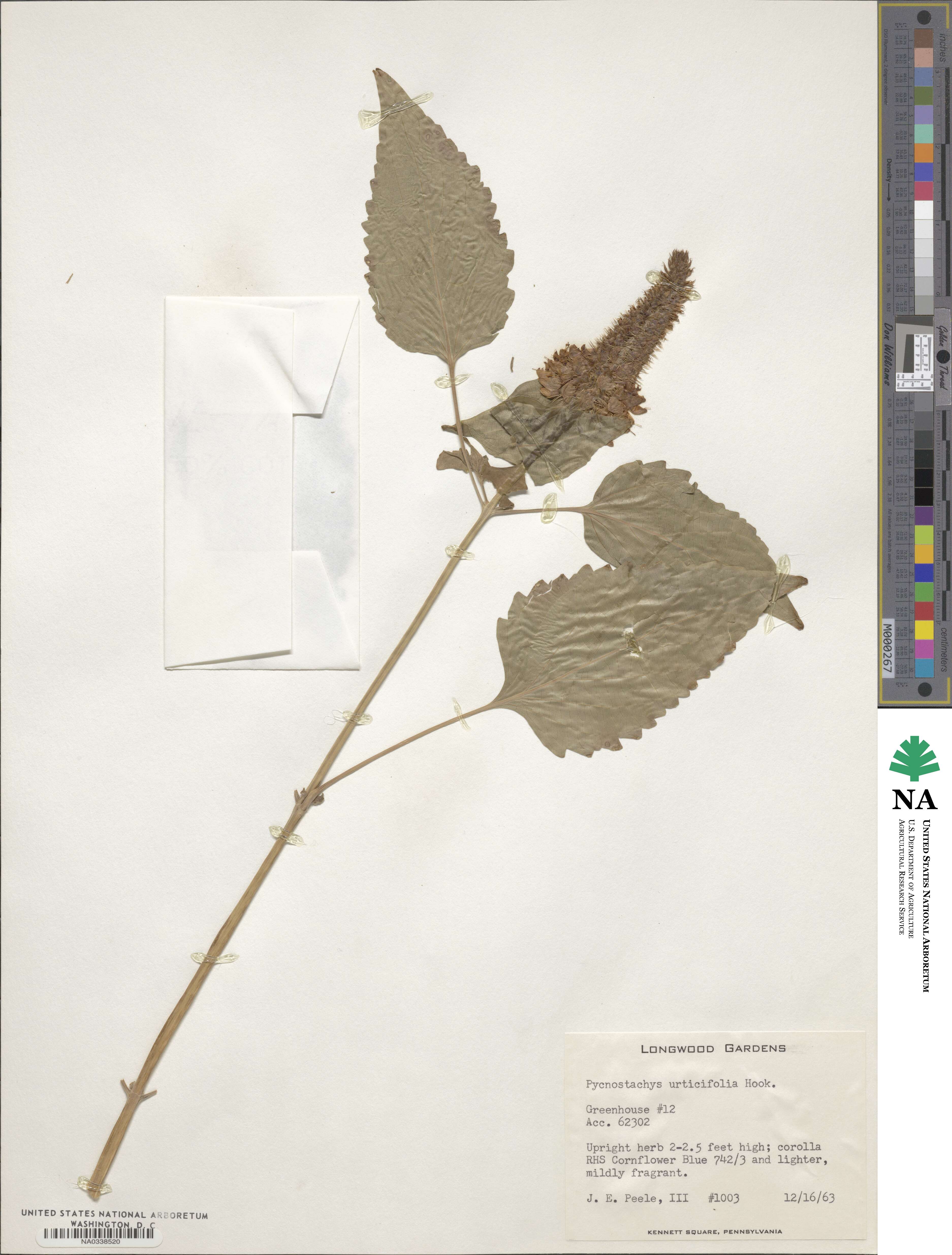 Coleus livingstonei image