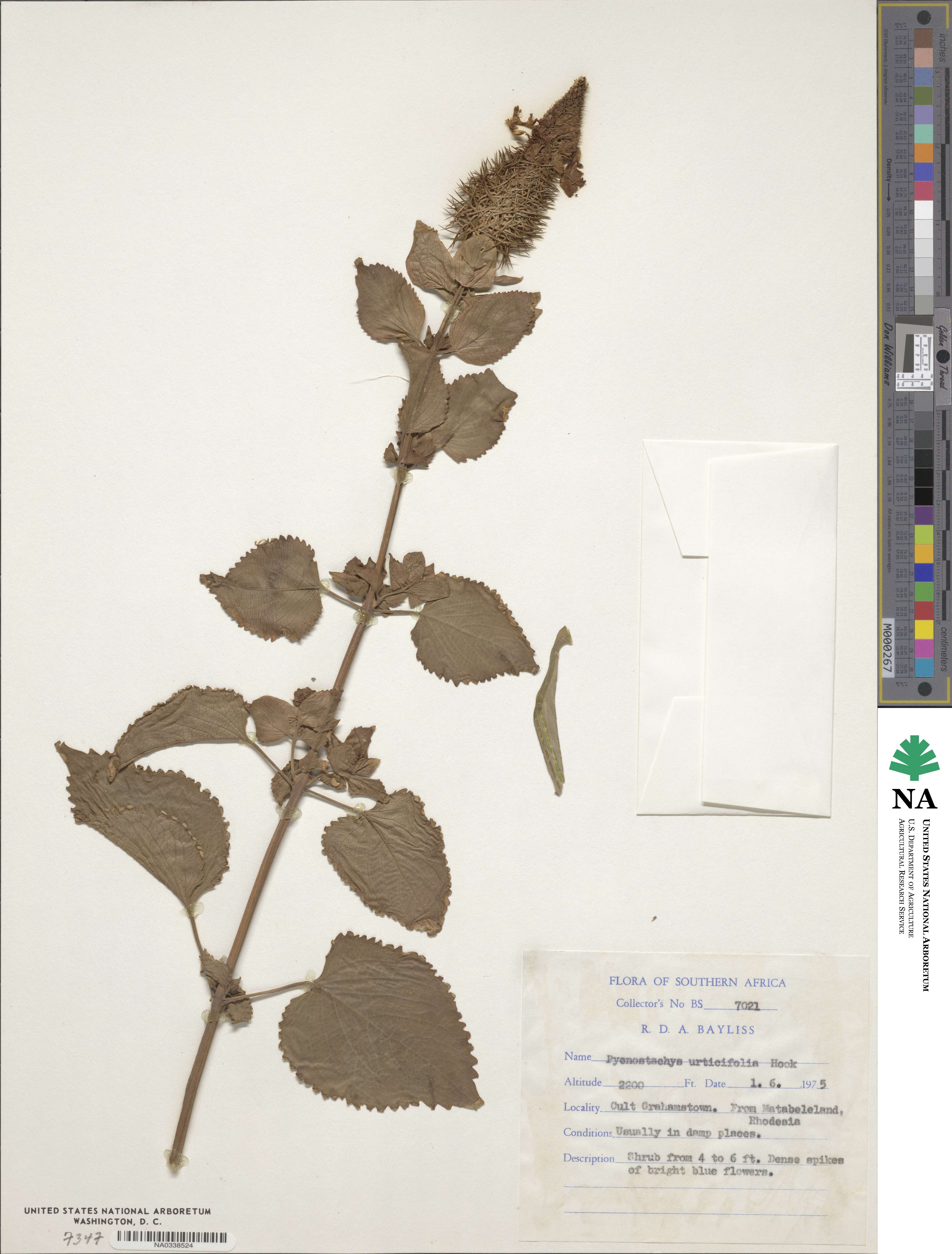 Coleus livingstonei image