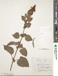 Coleus livingstonei image