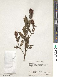 Image of Coleus schliebenii