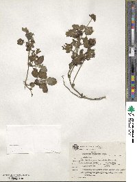 Image of Hyptis radicans