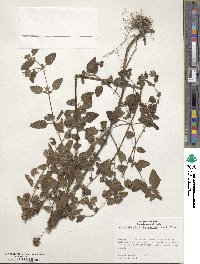 Marsypianthes chamaedrys image