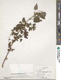 Marsypianthes chamaedrys image