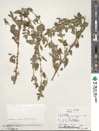 Marsypianthes chamaedrys image