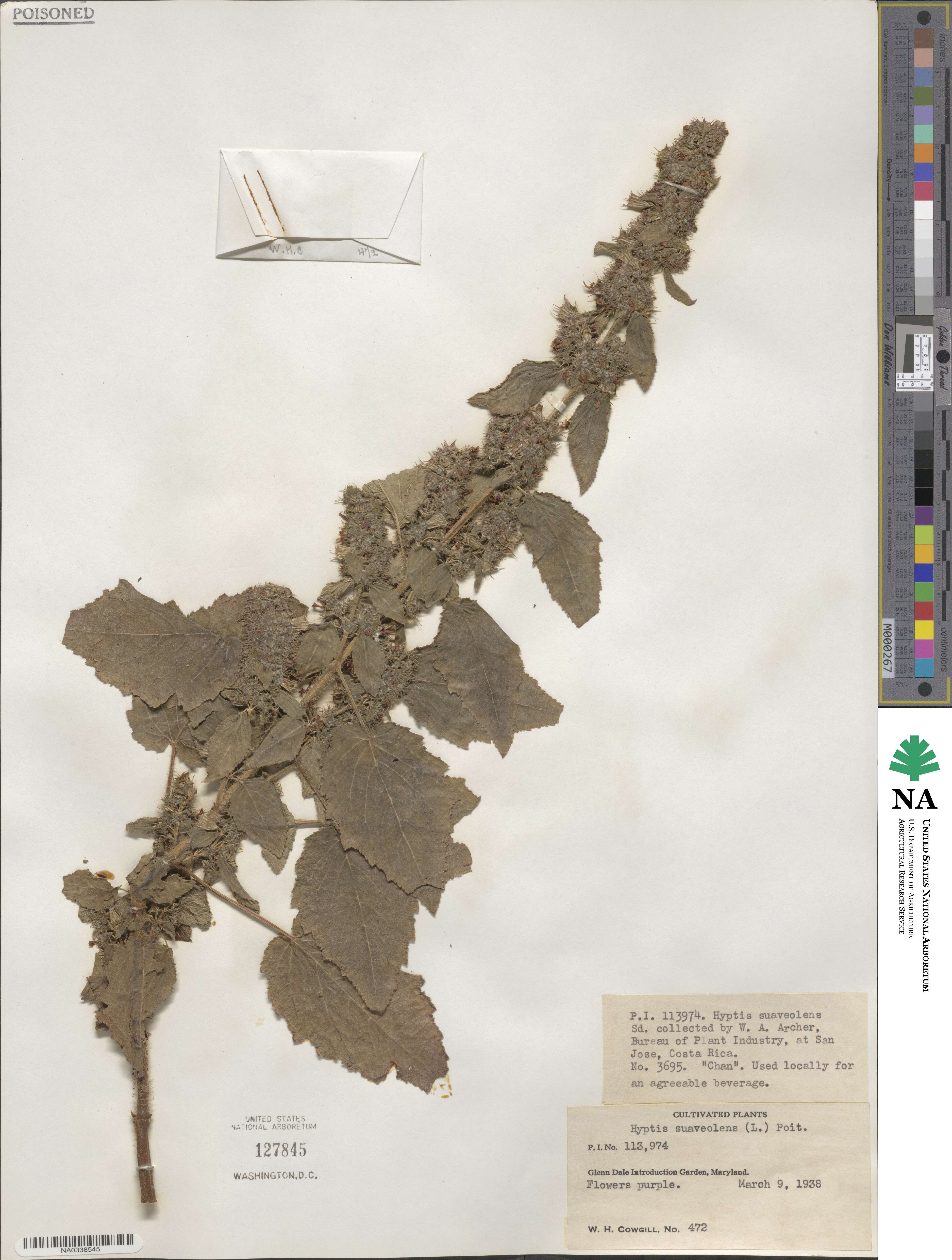 Mesosphaerum suaveolens image