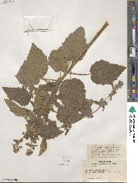 Mesosphaerum suaveolens image