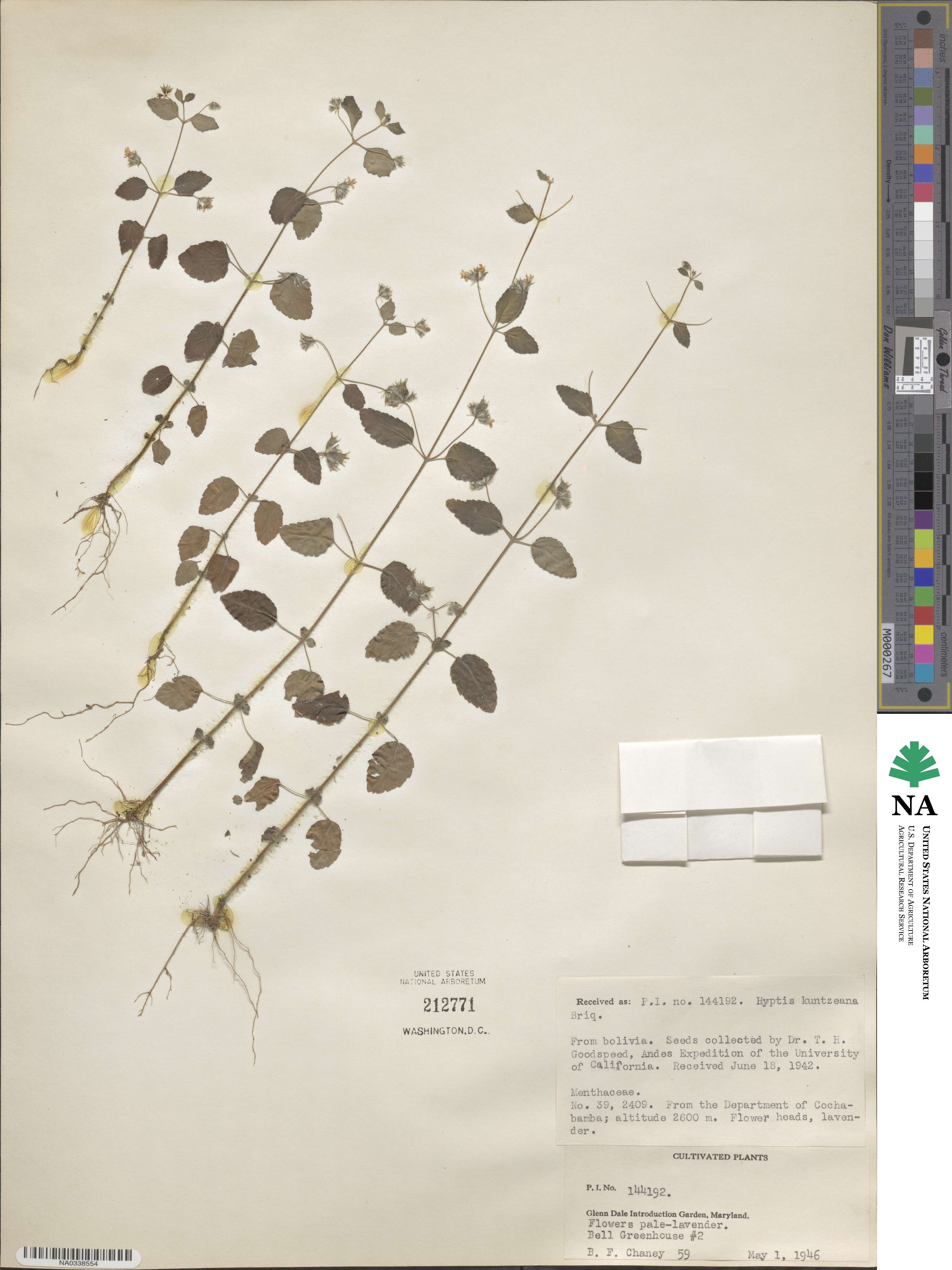 Mesosphaerum eriocephalum image