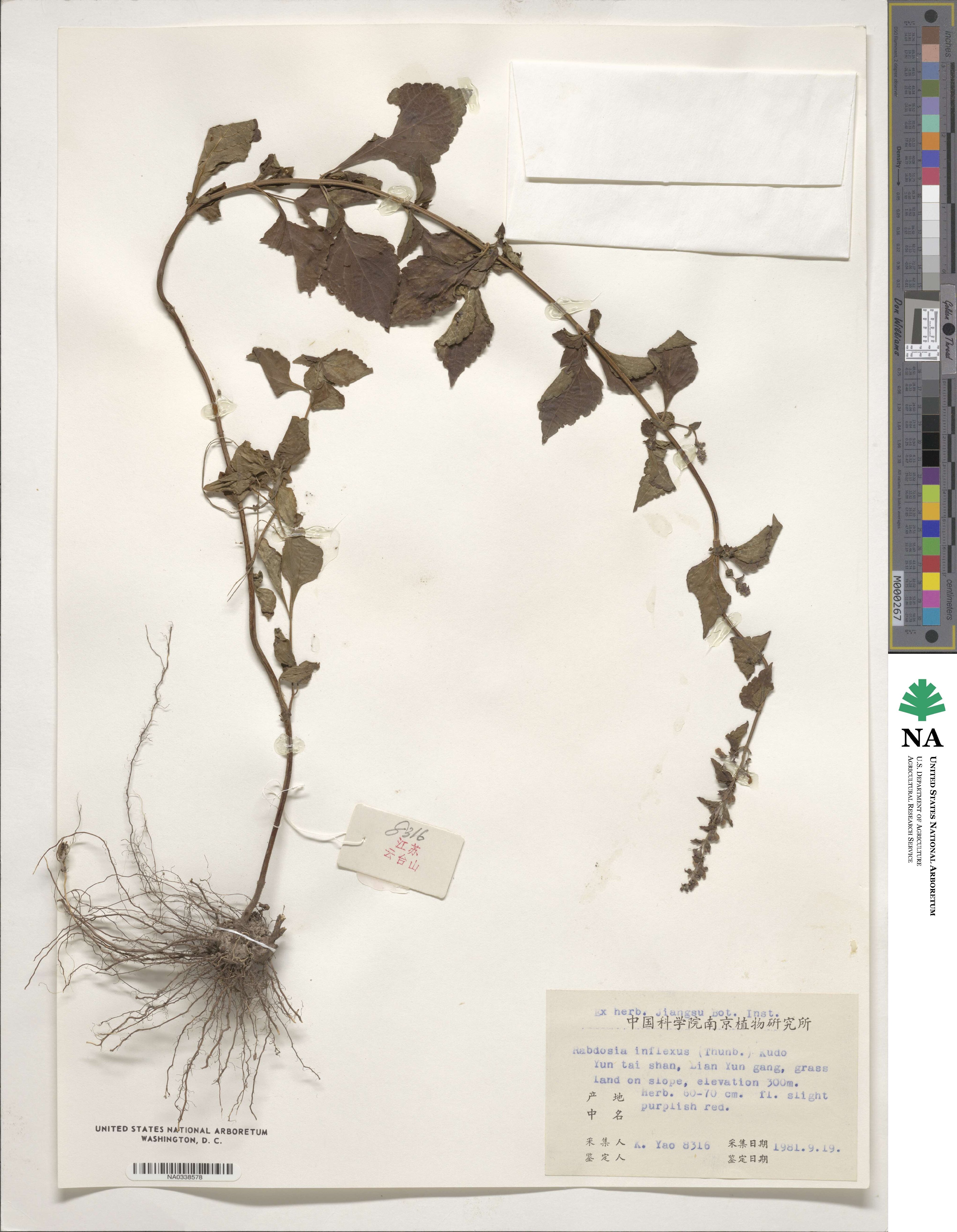 Isodon inflexus image