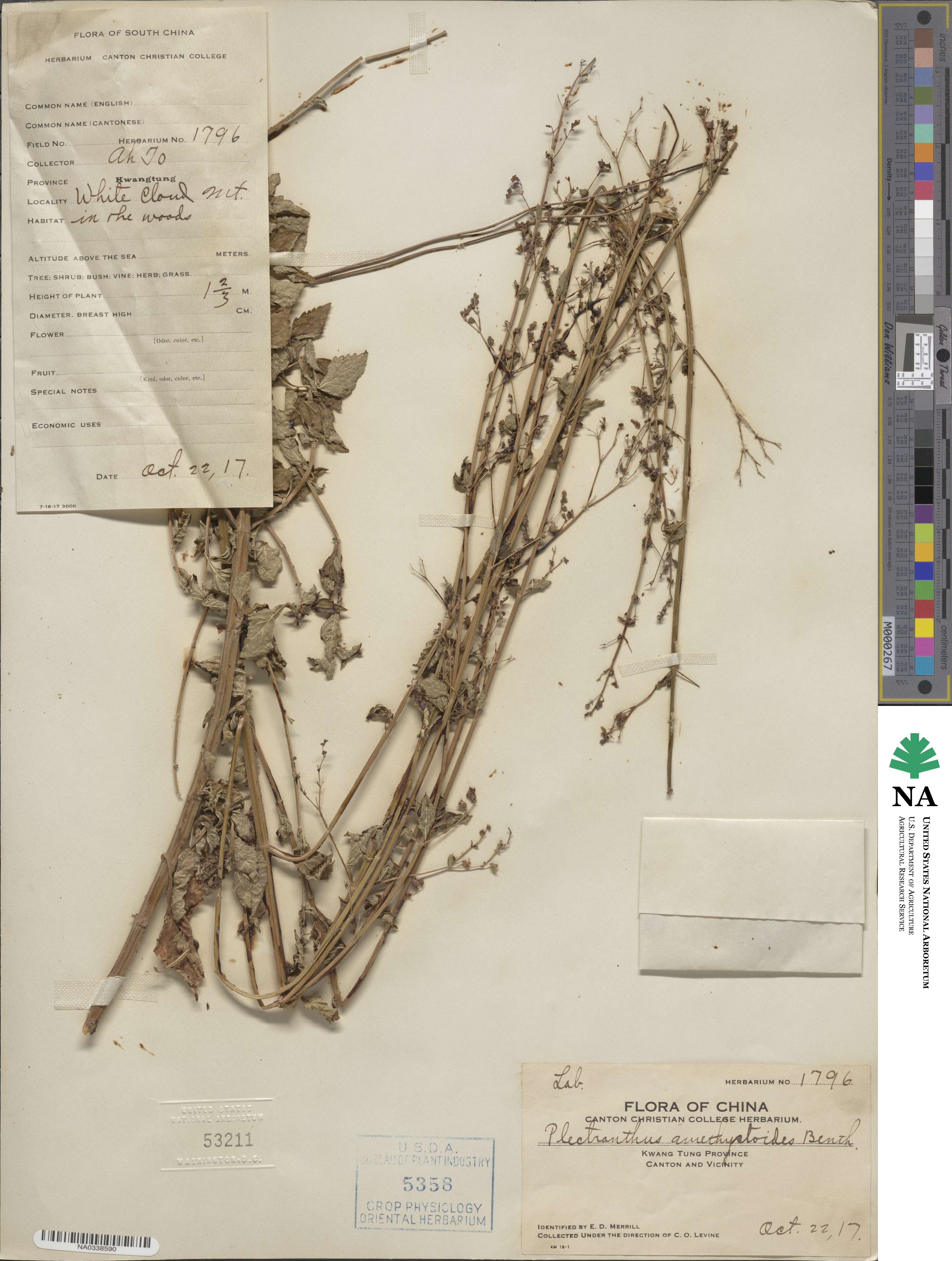 Isodon amethystoides image